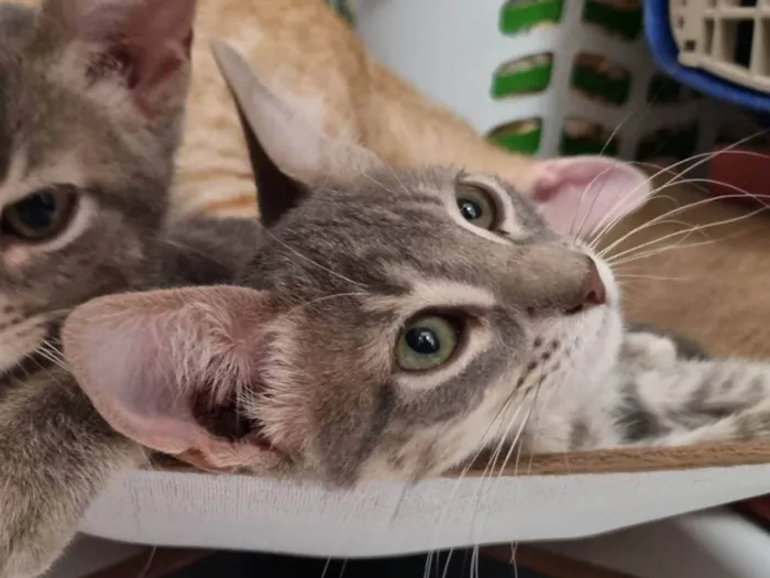 Gato ra a SRD-ViraLata idade 2 a 6 meses nome Oliver