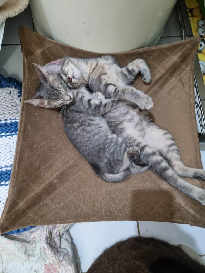 Gato ra a SRD-ViraLata idade 2 a 6 meses nome Grey