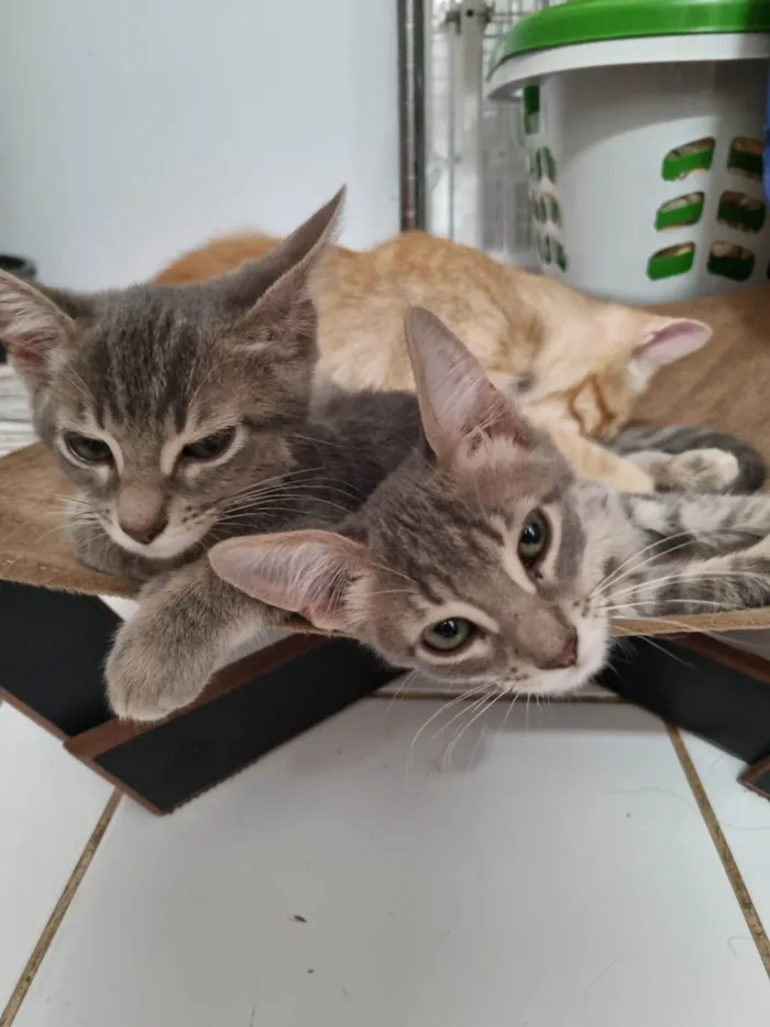 Gato ra a SRD-ViraLata idade 2 a 6 meses nome Grey