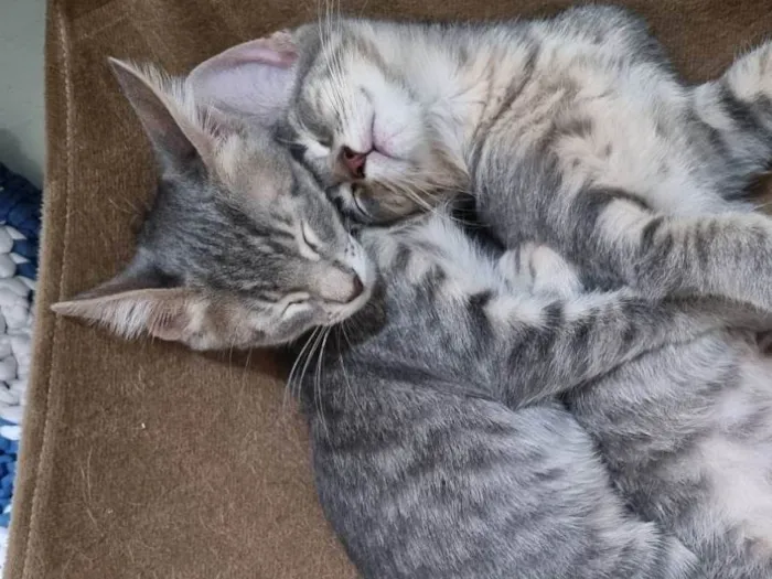 Gato ra a SRD-ViraLata idade 2 a 6 meses nome Grey