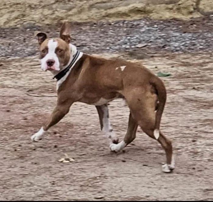 Cachorro ra a Pitbull  idade 1 ano nome Tito 
