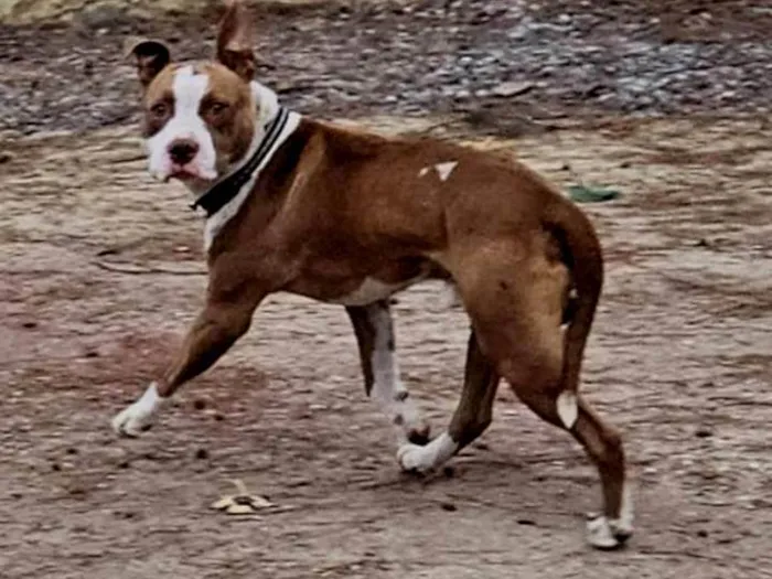 Cachorro ra a Pitbull  idade 1 ano nome Tito 