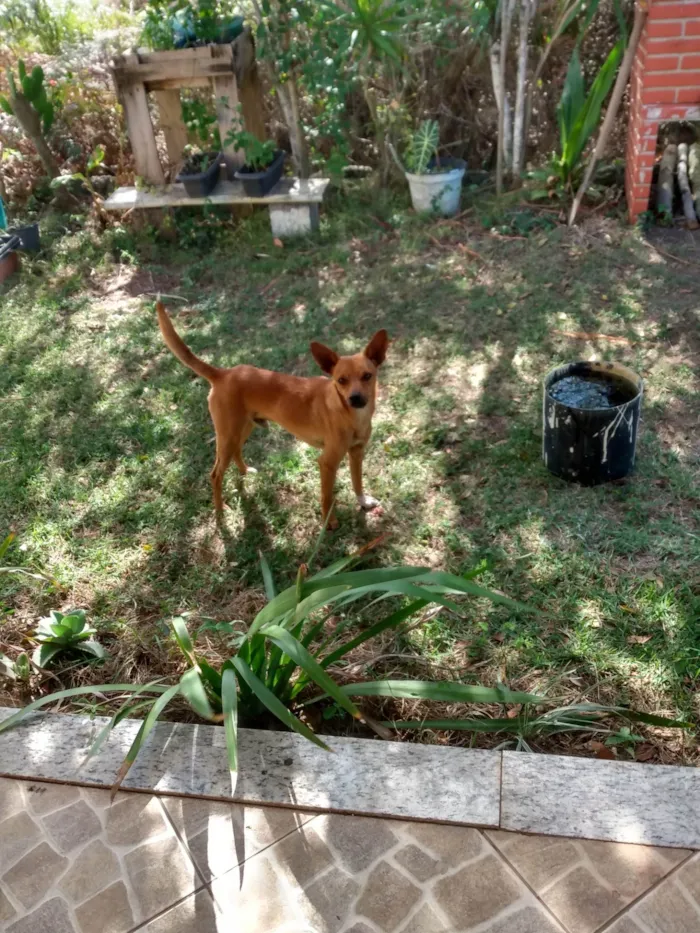 Cachorro ra a Mestiço  idade 2 anos nome Pepe