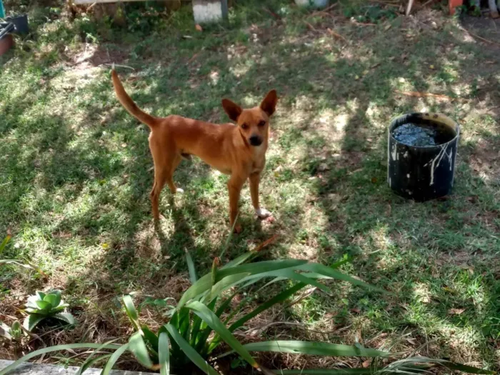 Cachorro ra a Mestiço  idade 2 anos nome Pepe