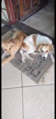 2 machos e 1 fêmea 