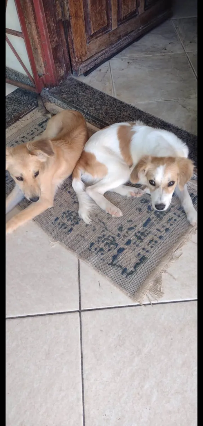 Cachorro ra a SRD-ViraLata idade 2 a 6 meses nome 2 machos e 1 fêmea 