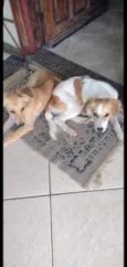 2 machos e 1 fêmea