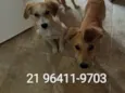 2 machos e 1 fêmea 
