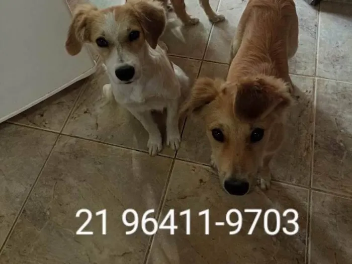 Cachorro ra a SRD-ViraLata idade 2 a 6 meses nome 2 machos e 1 fêmea 