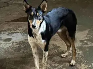 Cachorro raça SRD-ViraLata idade 7 a 11 meses nome Tobi 