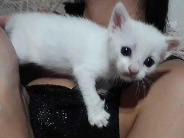 Gato ra a SRD-ViraLata idade Abaixo de 2 meses nome Sem nome