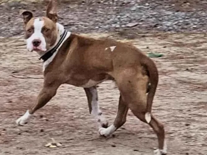 Cachorro ra a Pitbull  idade 1 ano nome Tito 