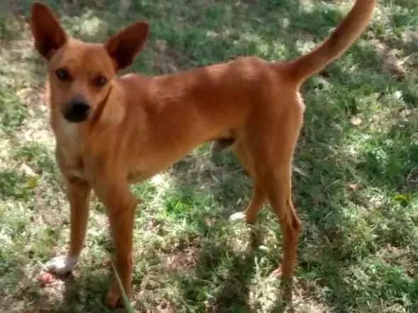 Cachorro ra a Mestiço  idade 2 anos nome Pepe