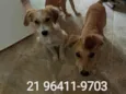 2 machos e 1 fêmea 