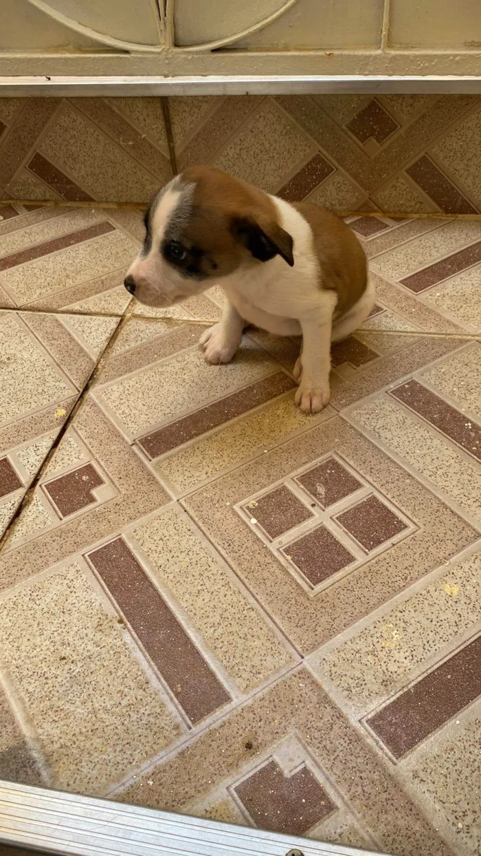 Cachorro ra a Sem raça  idade Abaixo de 2 meses nome Thor 