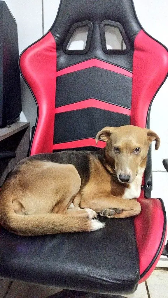 Cachorro ra a SRD-ViraLata idade 3 anos nome Fred