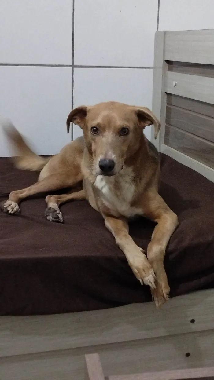 Cachorro ra a SRD-ViraLata idade 3 anos nome Fred