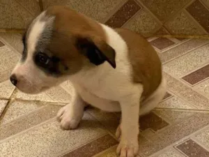 Cachorro raça Sem raça  idade Abaixo de 2 meses nome Thor 
