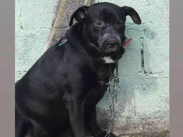 Cachorro ra a SRD-ViraLata idade 3 anos nome Sem nome