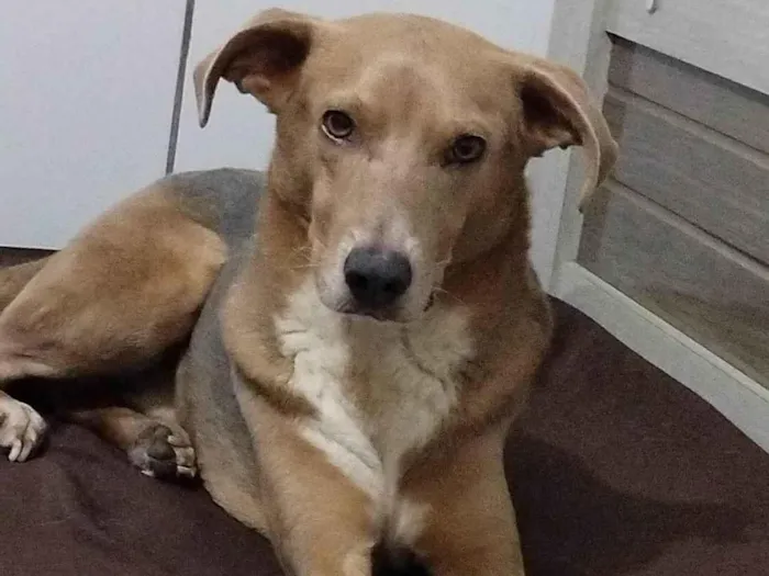 Cachorro ra a SRD-ViraLata idade 3 anos nome Fred