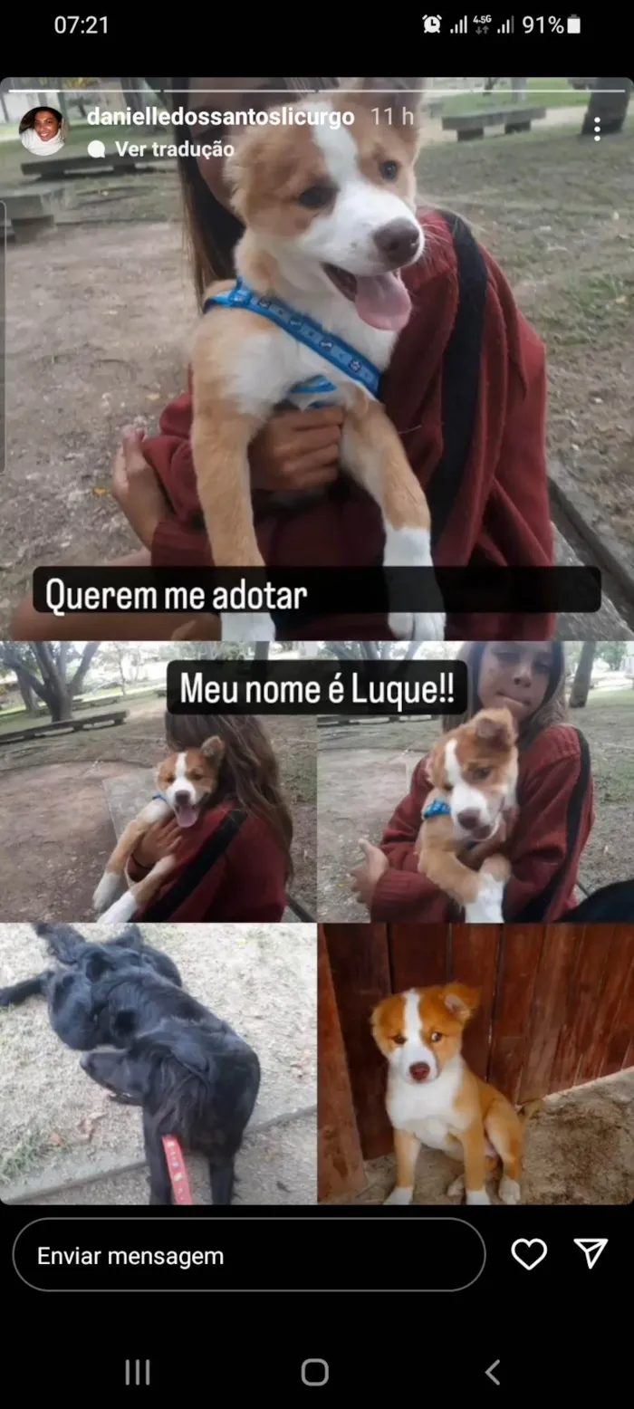 Cachorro ra a Pitbull mestiço idade 2 a 6 meses nome Luck