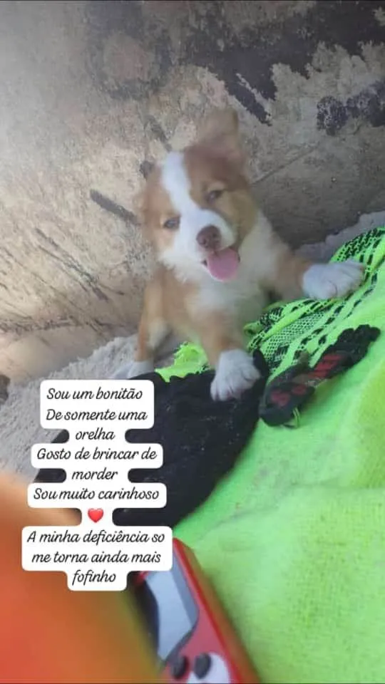 Cachorro ra a Pitbull mestiço idade 2 a 6 meses nome Luck