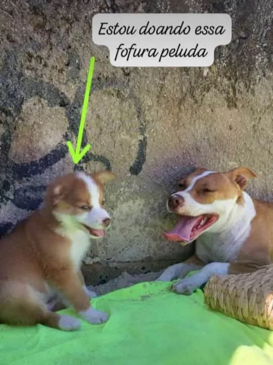 Cachorro ra a Pitbull mestiço idade 2 a 6 meses nome Luck