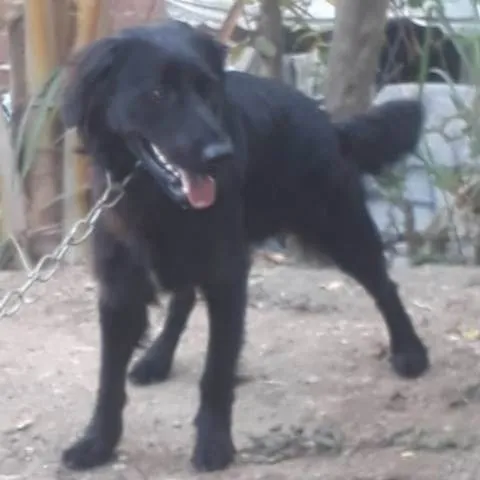 Cachorro ra a SRD - lembra um golden retriever preto idade 1 ano nome Robock
