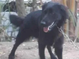 Cachorro raça SRD - lembra um golden retriever preto idade 1 ano nome Robock