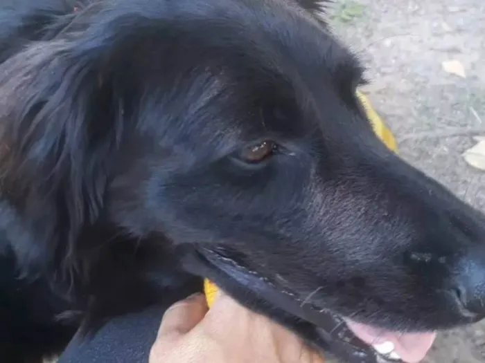 Cachorro ra a SRD - lembra um golden retriever preto idade 1 ano nome Robock