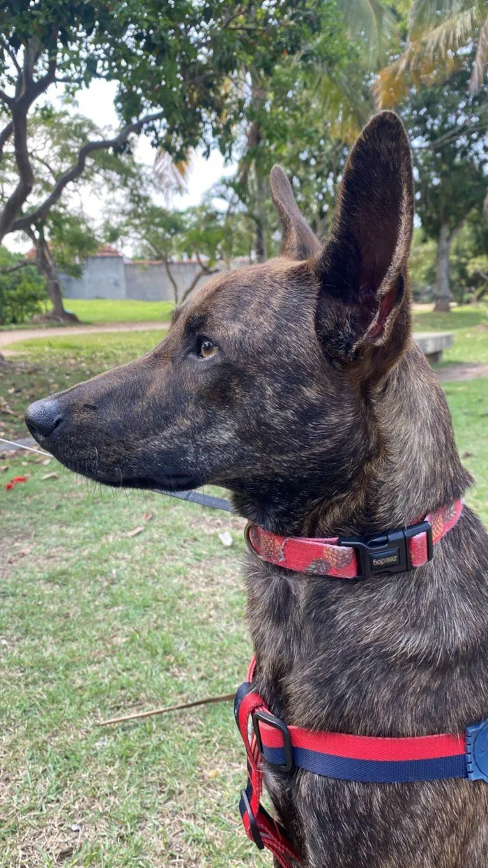 Cachorro ra a Srd - lembra um pastor holandês idade 7 a 11 meses nome Bento