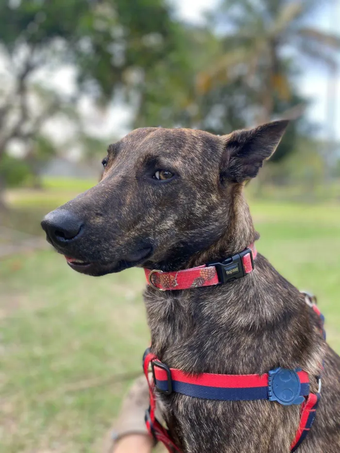 Cachorro ra a Srd - lembra um pastor holandês idade 7 a 11 meses nome Bento