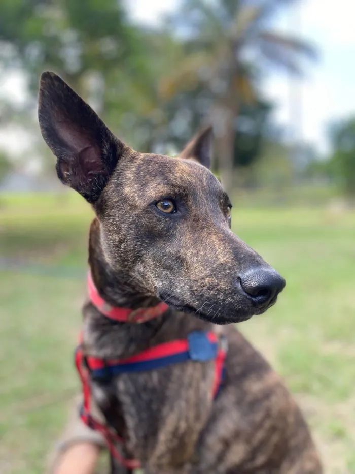 Cachorro ra a Srd - lembra um pastor holandês idade 7 a 11 meses nome Bento