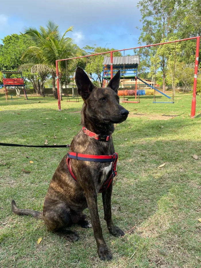 Cachorro ra a Srd - lembra um pastor holandês idade 7 a 11 meses nome Bento