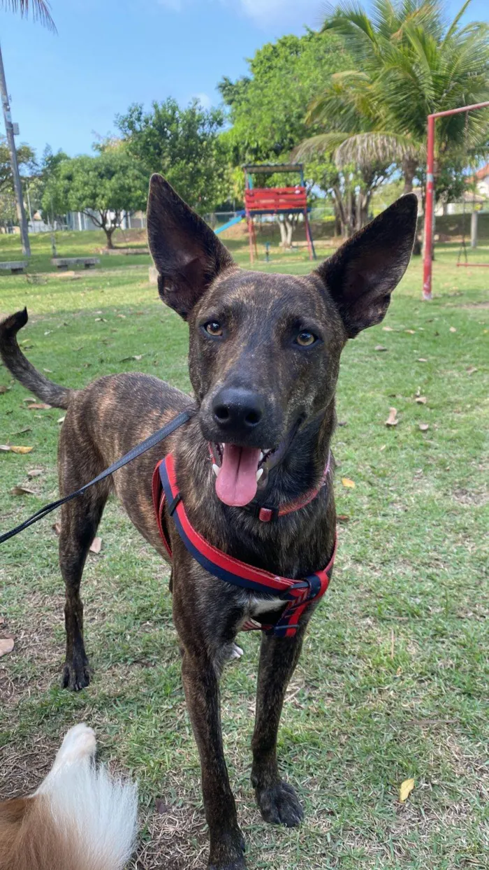 Cachorro ra a Srd - lembra um pastor holandês idade 7 a 11 meses nome Bento