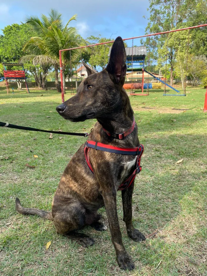 Cachorro ra a Srd - lembra um pastor holandês idade 7 a 11 meses nome Bento