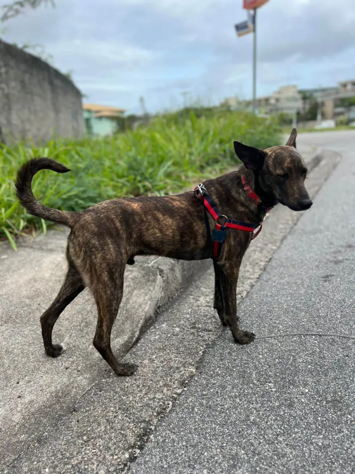 Cachorro ra a Srd - lembra um pastor holandês idade 7 a 11 meses nome Bento