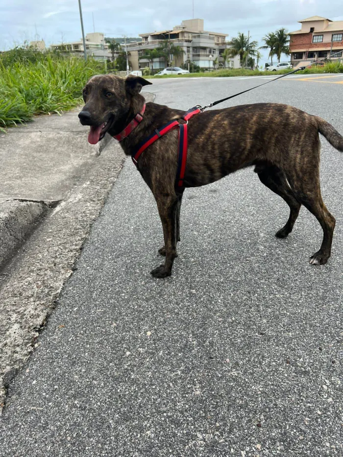 Cachorro ra a Srd - lembra um pastor holandês idade 7 a 11 meses nome Bento