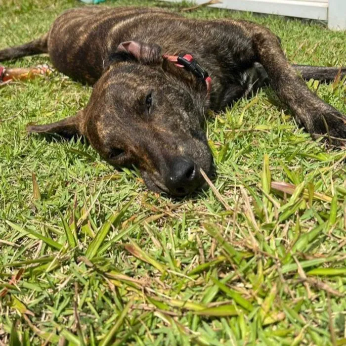 Cachorro ra a Srd - lembra um pastor holandês idade 7 a 11 meses nome Bento