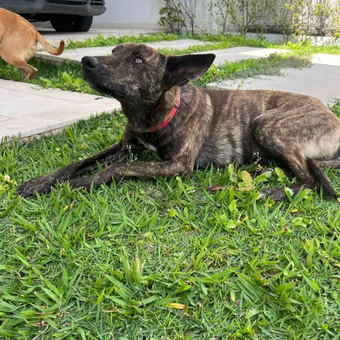 Cachorro ra a Srd - lembra um pastor holandês idade 7 a 11 meses nome Bento