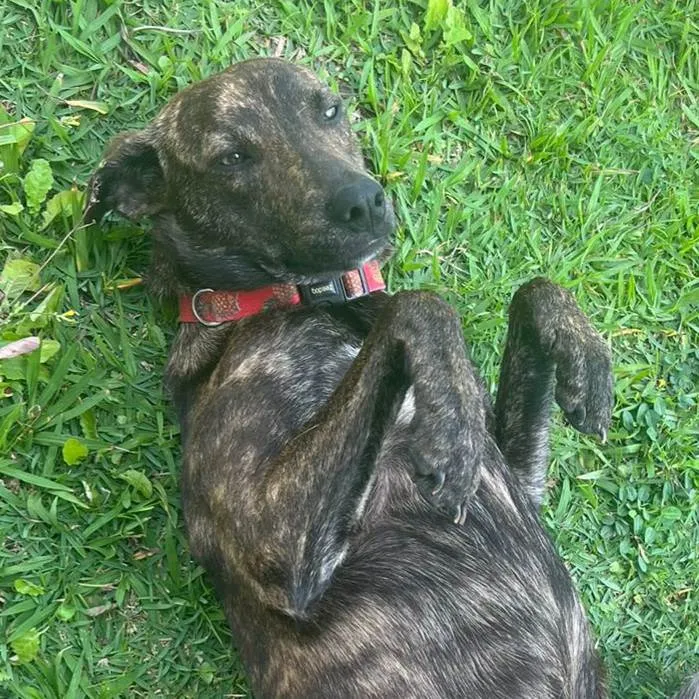 Cachorro ra a Srd - lembra um pastor holandês idade 7 a 11 meses nome Bento