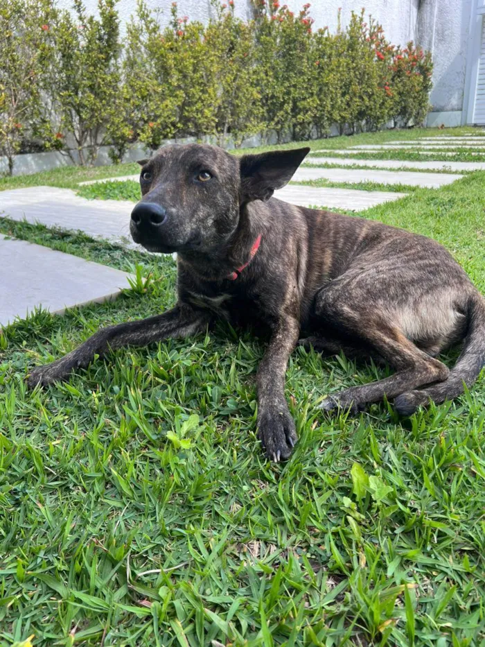 Cachorro ra a Srd - lembra um pastor holandês idade 7 a 11 meses nome Bento