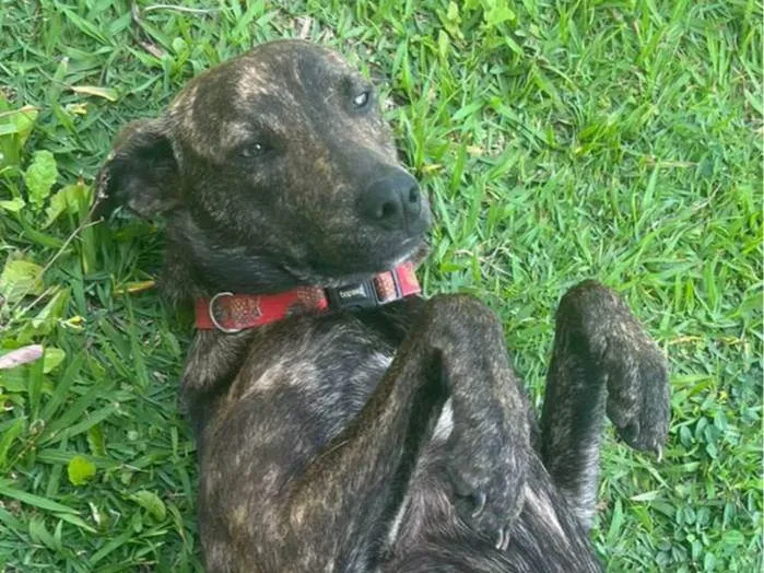 Cachorro ra a Srd - lembra um pastor holandês idade 7 a 11 meses nome Bento