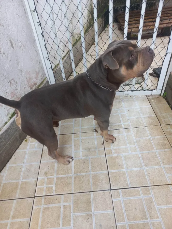 Cachorro ra a Sem raça  idade 1 ano nome Malhada