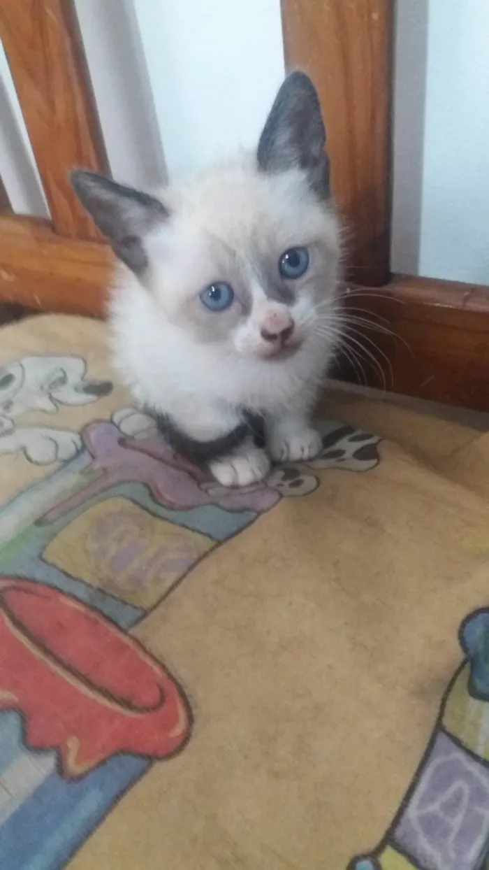Gato ra a Siamês idade 2 a 6 meses nome sem nome ainda