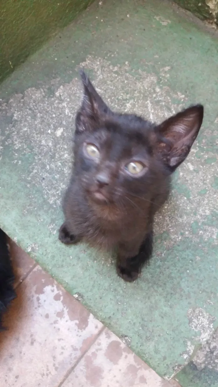 Gato ra a SRD-ViraLata idade 2 a 6 meses nome sem nome ainda 