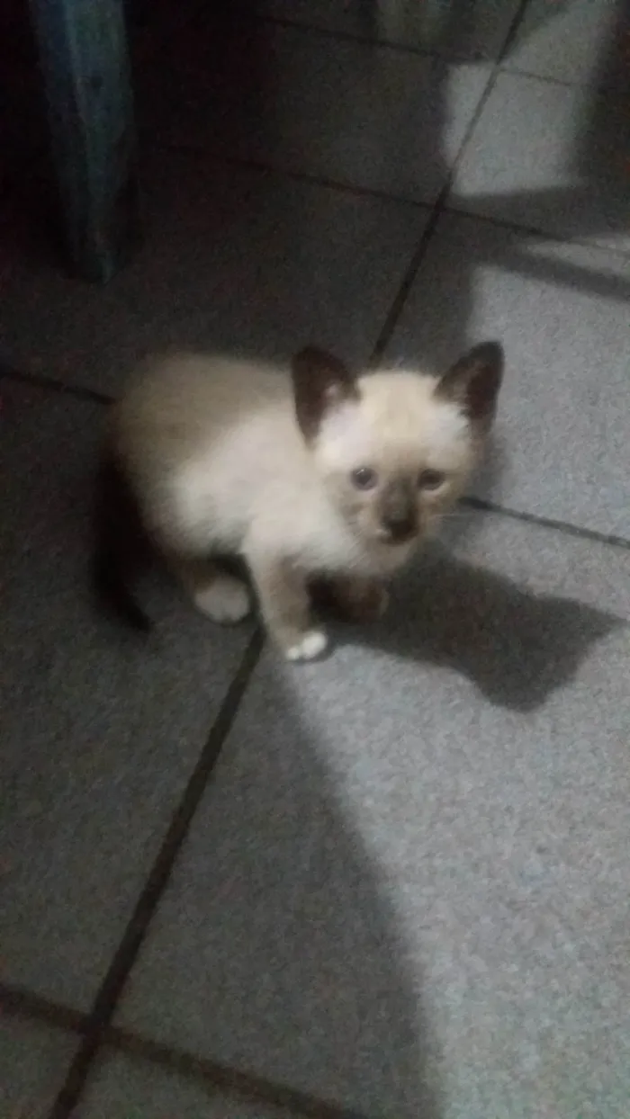 Gato ra a Siamês idade 2 a 6 meses nome sem nome ainda