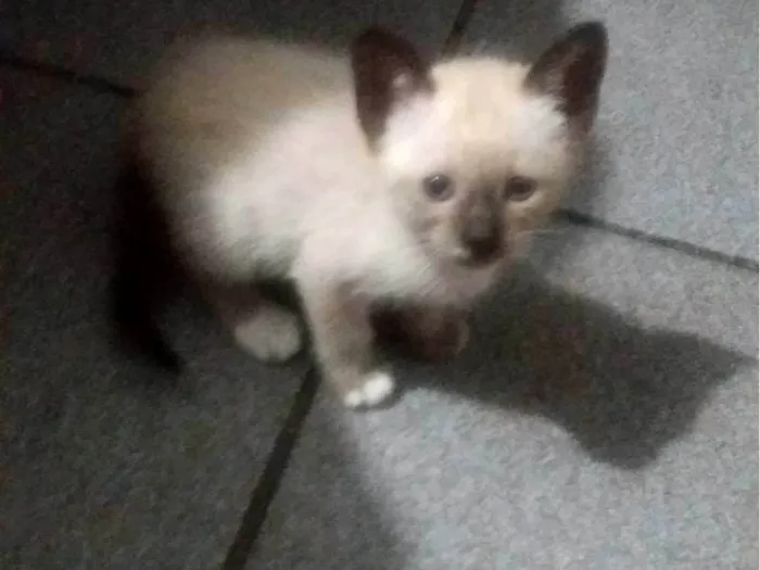 Gato ra a Siamês idade 2 a 6 meses nome sem nome ainda