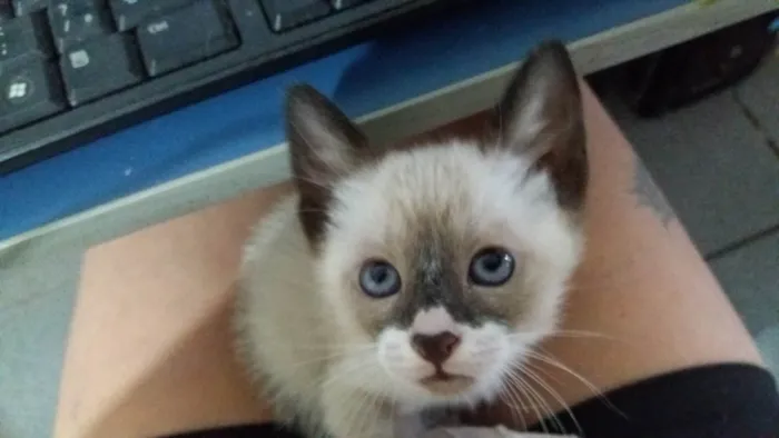 Gato ra a Siamês idade 2 a 6 meses nome sem nome ainda