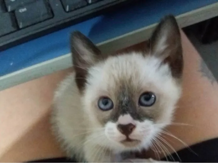 Gato ra a Siamês idade 2 a 6 meses nome sem nome ainda